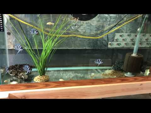 2021 Frontosa tank update Update Video of some of my new Frontosa’s ￼