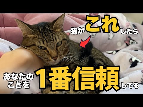 猫が見せる信頼のサイン：理解して仲を深める方法 サムネイル