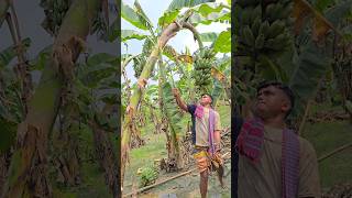 How bananas are cut, food (4206) 😱 #bananafarming #shorts #viral #food