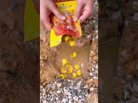 The crab took the girl's toy and went into its burrow.#shortsvideo