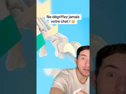NE DEGRIFFEZ JAMAIS VOTRE CHAT !