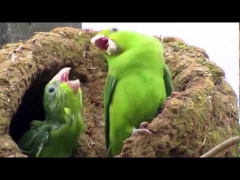 Loro bailando electronica