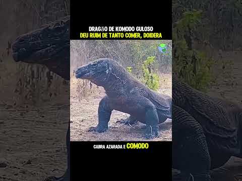 Dragão de Komodo guloso comeu demais #animais #wildlife #selva #shorts