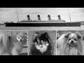 Titanic and Its Canine Passengers