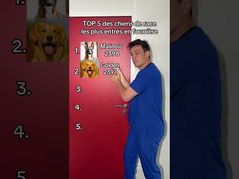 Top 5 des chiens à la fourrière #top #malinois #husky #staff #golden