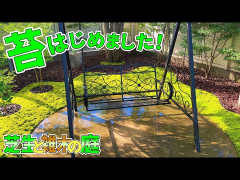 【芝生と雑木の庭】苔(コケ)はじめました！