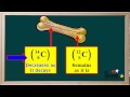 Carbon-14 Decay and Dating Concepts