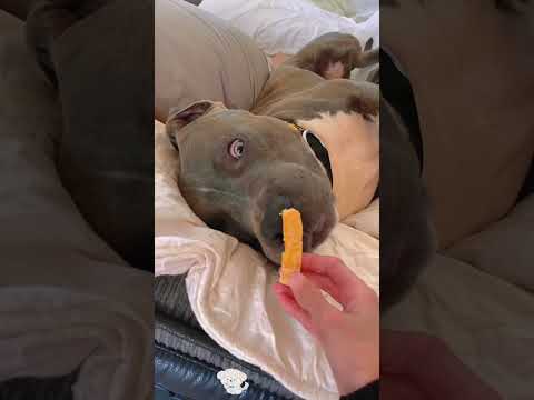 Wake up the dog with food #foryou #funny #funnyanimal #pets #dog #cute