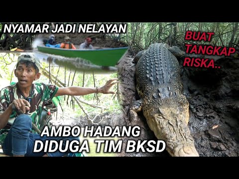 BUAYA RISKA DIPANTAU DIDUGA TIM BKSDA ❗KETANGKAP BASAH AMBO