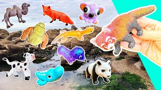Fun Animal Names & Facts for Kids: Koala, Eagle, Lynx,... | Wildlife Learning