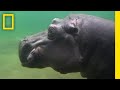 Survival in the Zambezi River