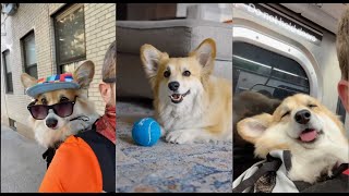 When you spend winter making too many TikToks with your corgi