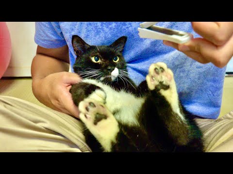 猫の爪放置がもたらす危険と適切なケア方法 サムネイル