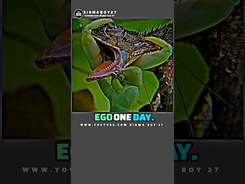 Sigmarule~killed the chameleon😱#shorts #ytshorts #viral#sigma #chameleon