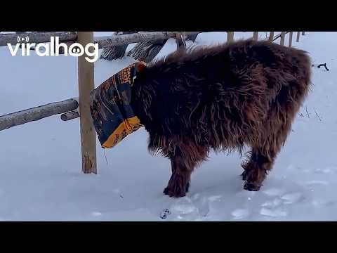 Highland Cow Gets Head Stuck in Feed Bag || ViralHog