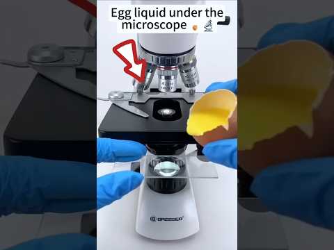 Ada apa itu didalam telur mentah😱 #shorts #telur #microscope
