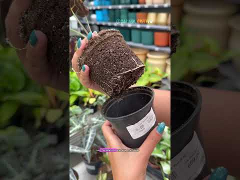 На что вы обращаете внимание при выборе растений ?