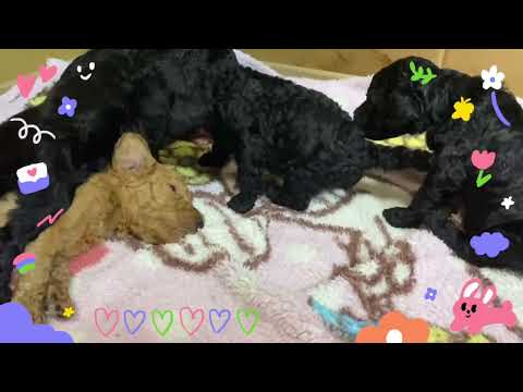 スタンダードプードルの子犬🐩