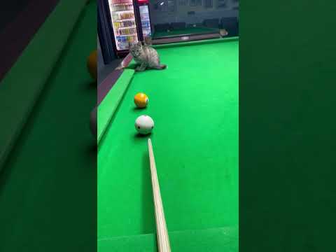 Petite partie de billard ? #catlovers