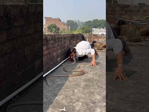 मेरे मुन्ने भूल ना जाना तू अपना फर्ज निभाना @Panchal_Ji_Snake_Expert 😱​⁠ #shorts