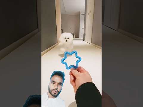 🥰 Cute Dog Playing #dog #puppy #cutedoggy #shortsfeeds #viral #trending