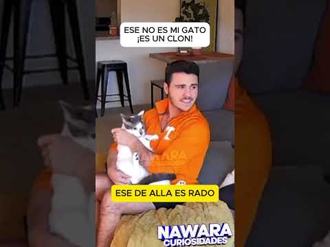 Clonaron a su gato, su reacción!