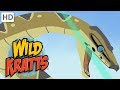 Animal Behavior and Adaptations