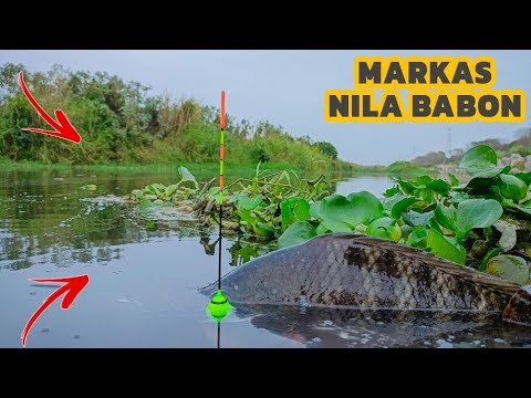 Sangat jarang pemancing!!! inilah alasan ikan nila besar&ganas di sungai ini