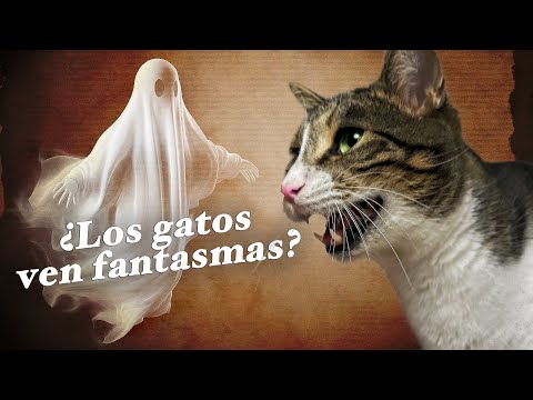 ¿LOS GATOS VEN FANTASMAS? 👻🙀| La verdad de POR QUÉ MIRAN FIJAMENTE A UN PUNTO 👀