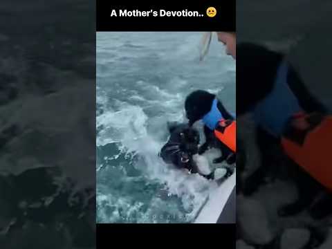 A Mother’s Devotion.