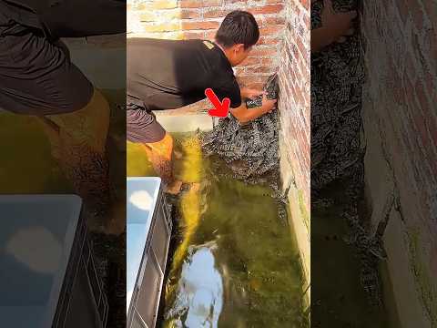 Many baby crocodiles together in the swimming pool😃#shortvideo #trending #foryou #viral