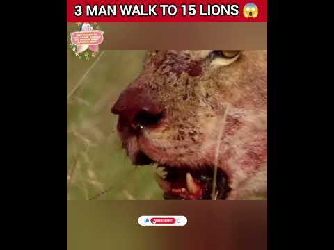 3 man walk to 15 lions 😱 #shorts