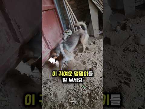 댕댕이들이 현관문 앞에서 땅을 파고 있는 이유