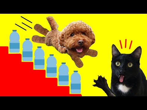 Gatos Luna y Estrella y mi perro vs el desafío de las botellas de agua / Videos de gatitos