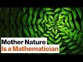 Scaling Laws in Biology