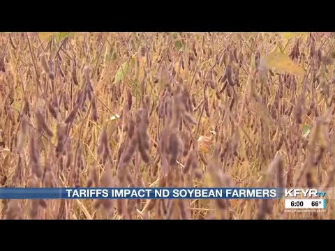 YouTube video thumbnail: Tariffs Leave North Dakota’s Top Crop Without its Biggest Buyer