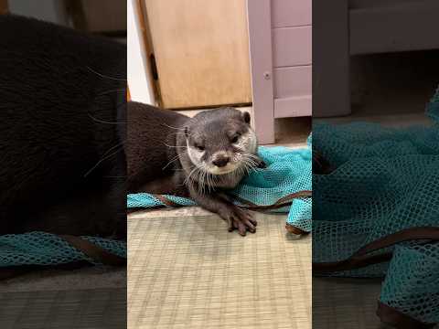 ギリギリまで眠気に対抗しようとするカワウソ #shorts