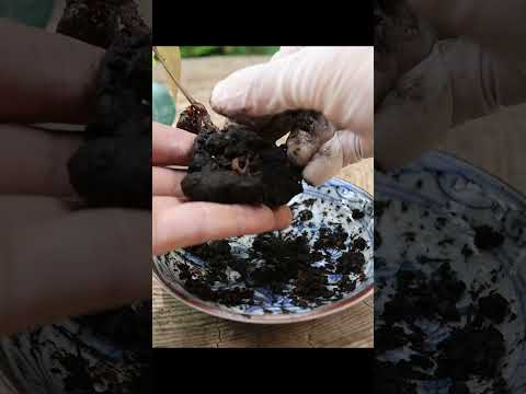 小皿でつくるドングリミニ盆栽 種まきから3年目  #bonsai