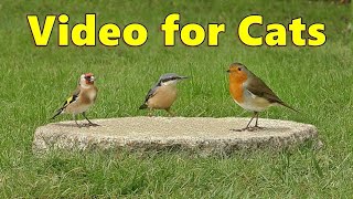 Birds for Cats to Watch ~ Mesmerizing birdwatching Video for Cats  ⭐ 8 HOURS ⭐