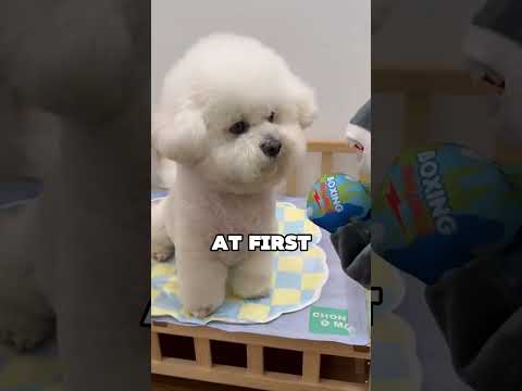 DOG BOXING CHAMPION! #animals #cuteanimal #dog