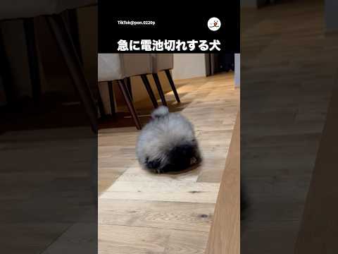 ペキニーズの愛犬が倒れる瞬間に癒される動画 サムネイル