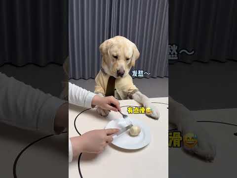 狗子：这家伙给你闲的、赶紧出去找个班上吧#萌宠出道计划#拉布拉多#狗都成精了#狗狗的心思都写在脸上了#万万没想到
