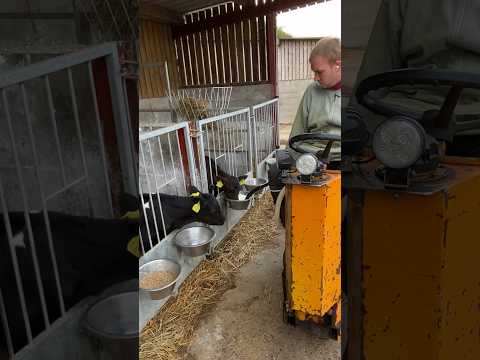 Calf Comfort Zone: The Latest Feeding Technology