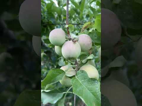 Descuate de manzana