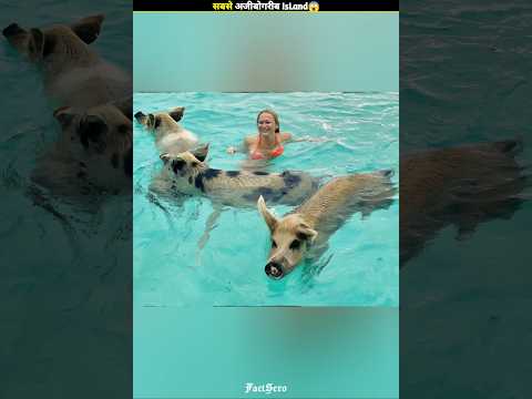 ALERT This Island Are Animals FSPT_301N 😱😱|FactsMine | #shorts #factsero #viral