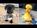 Pet Activities and Reactions