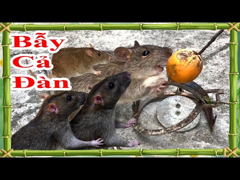 cách bẫy cả đàn chuột đơn giản nhưng hiệu quả nhất, làm bẫy chuột hiệu quả nhất