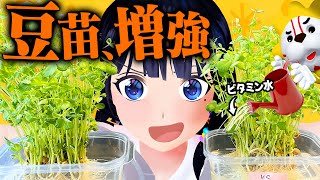 【キッチン栽培】無理やりビタミン吸わせたら、スーパー豆苗できる。