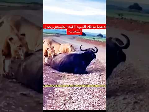 عندماتكون ألاسودلديهاقوه الجاموس يحمل ألشجاعه #shaorts