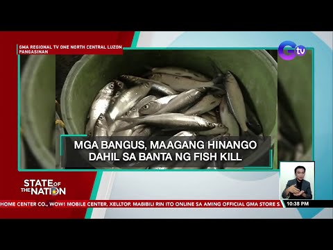 Mga Bangus Sa Pangasinan Maagang Hinango Dahil Sa Banta Ng Fish Kill Videos Gma News Online